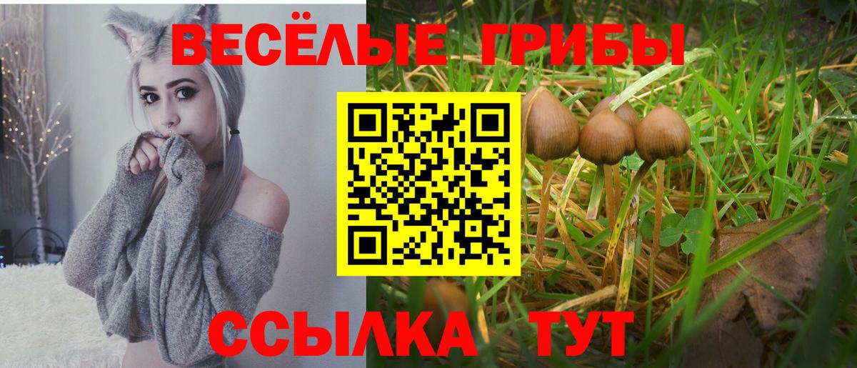 Псилоцибиновые грибы Psilocybine cubensis Санкт-Петербург